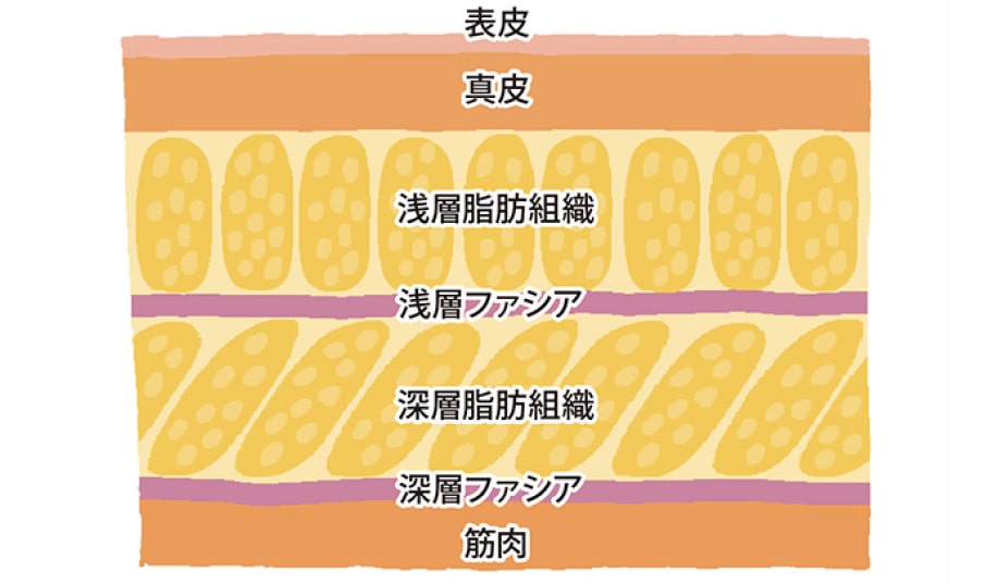 ファシアのイメージ図