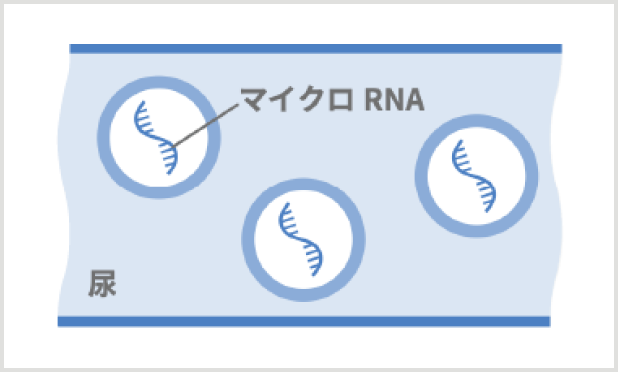マイクロRNAイメージ